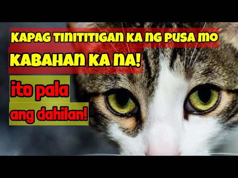 Bakit Ka Tinititigan ng Pusa Mo Nang Walang Dahilan? Nakakagulat Pala Kung Bakit!