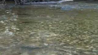 Spawning salmon on the gravel