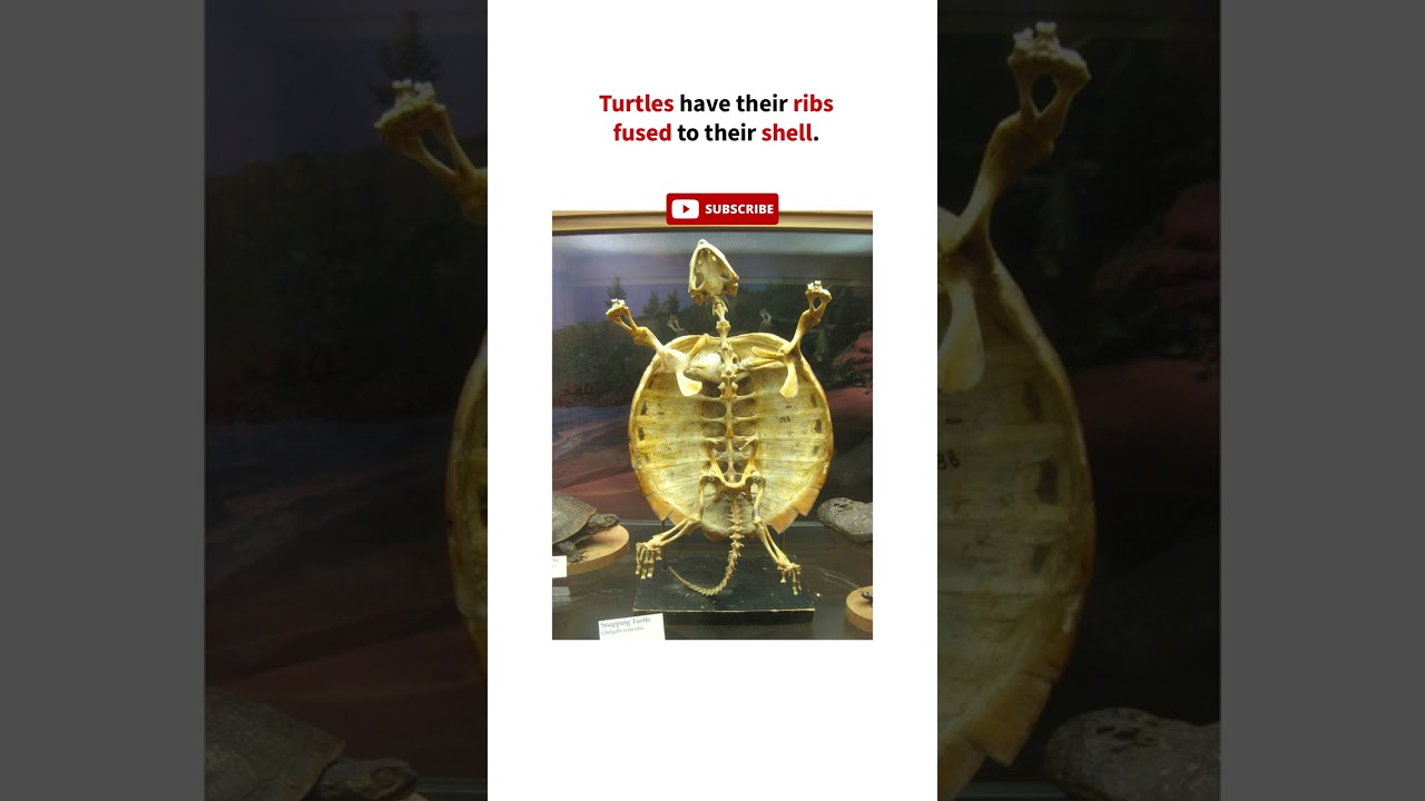 Turtle's Ribs 🤯🤯