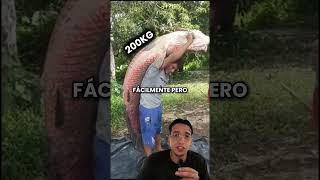 Este PEZ de 3 Metros respira AIRE como tu , NO como un PEZ ! #animales