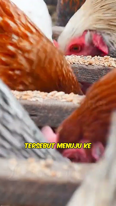 Gizzard, an Organ That Functions Like Teeth #gizzard #chicken