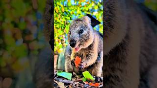 Titleis This The Worlds Cutest Animal Or A 300 Trap?