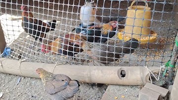 Gà rừng tơ đẹp trai của hlau youtube.qaib qus zoo nkauj