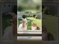 An Unexpected Friendship between Goat and Cat #viral #stories #friendship