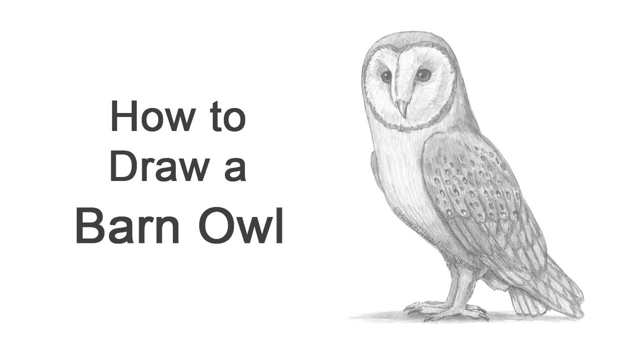 25 Easy Owl Drawing Ideas - How to Draw an Owl - Blitsy