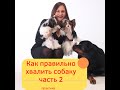 Похвала собаки. Как правильно хвалить собаку. Часть 2 Как научить собаку с удовольствием работать