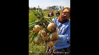 картинка: Удобрения для лука.