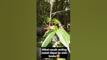 MIKAT CUCAK RANTING...EHH TERNYATA CUCAK IJO MINI YANG MENDARAT BOSKU🤭🤭