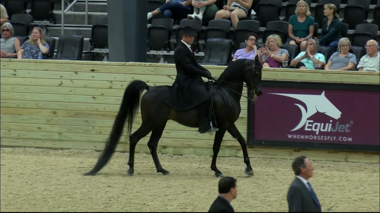 2021 May22 Buckeye Horse Show Evolutionist aka SEAL (Baske Afire x