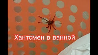 Паук в квартире в Сиднее/Huntsman in the bathroom Паук в квартире в Сиднее/Huntsman in the bathroom