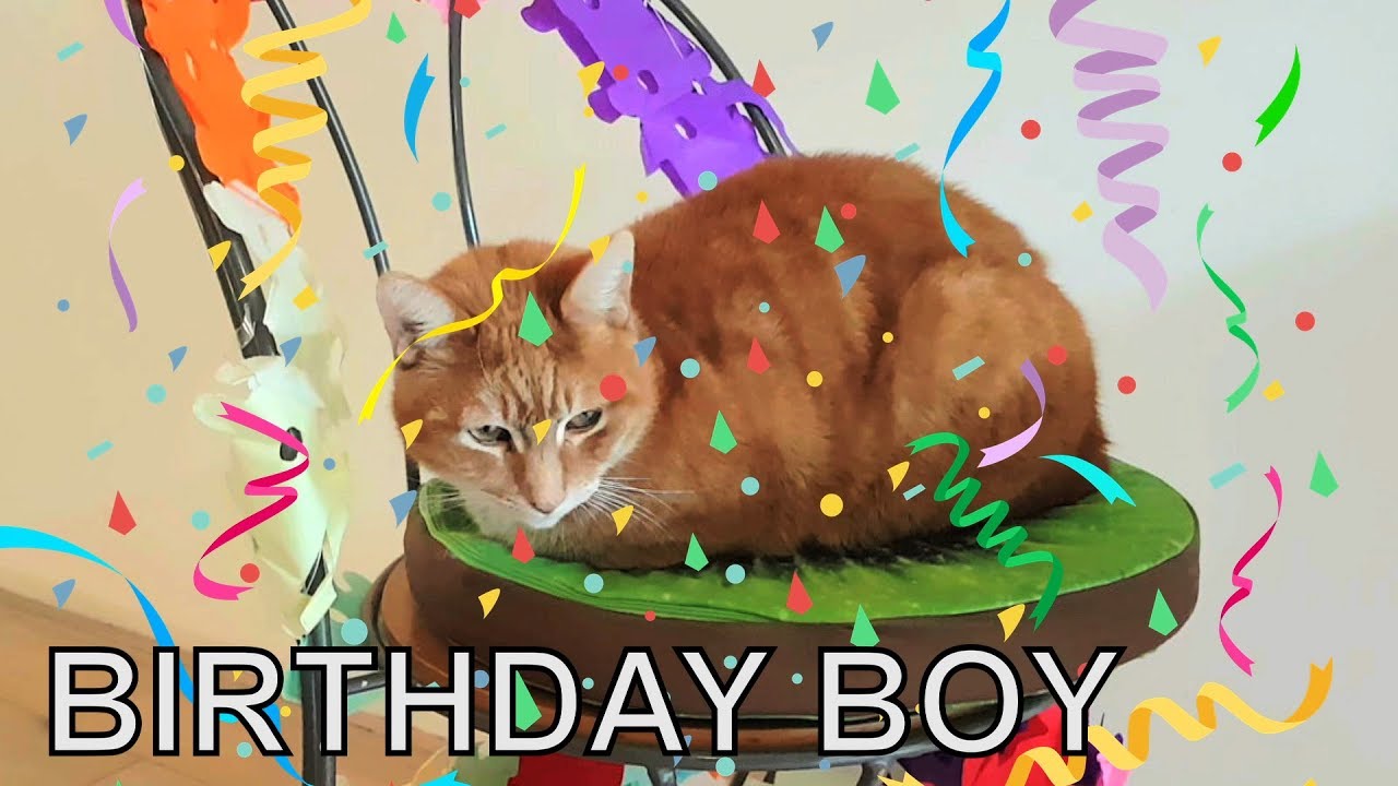 petco hours Alvi cat : birthday boy