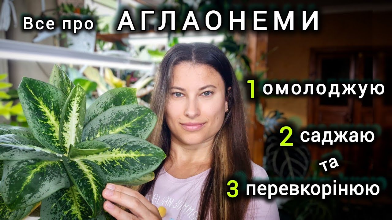 ОМОЛОДЖЕННЯ та ПЕРЕВКОРІНЕННЯ аглаонеми| Догляд в домашніх умовах + ОГЛЯД КОЛЕКЦІЇ