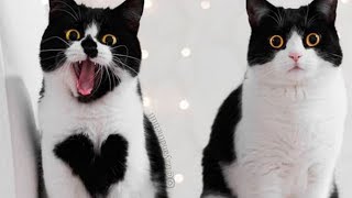 Meet Zoë, The Cat Who Literally Wears Her Heart On Her Chest