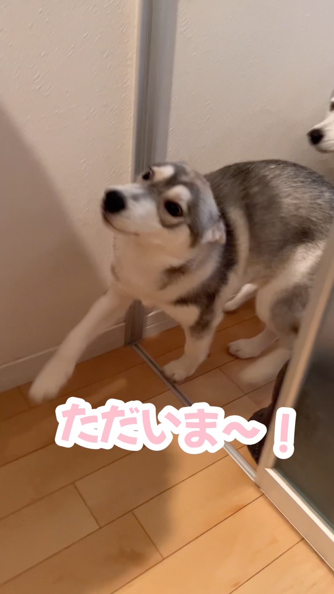 Fluffy Paradise #SiberianHusky #Husky #Cat - YouTube