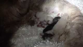 Charlies Babies Fighting Over S Before They Are Even A Day Old