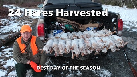 Snowshoe Hare Hunting: Last Week Of January, 2017.