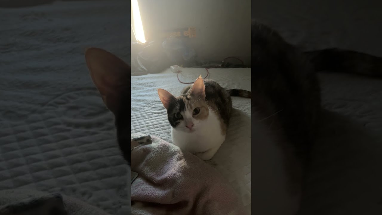 My Cat Reacts To Nordic Vikings