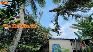 Vua Khỉ Miền Tây cưa phần ngọn cây Dừa đang nghiêng vào nhà sẽ như thế nào ? Cutting coconut tree