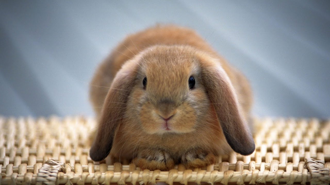 The brain of a rabbit that was cryonically frozen has been restored in ...
