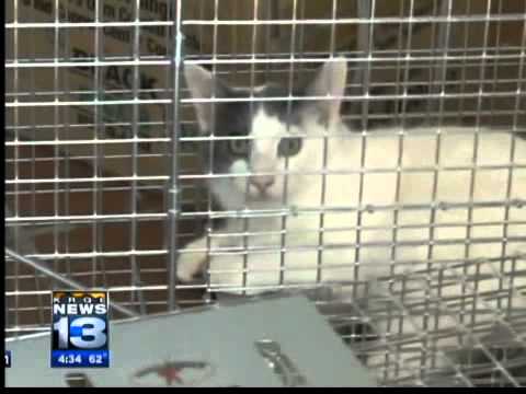 Dozens of cats confiscated in Hobbs
