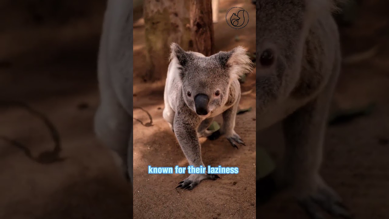 Top 3 LAZIEST animals!😴🐼