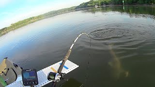 Flathead Frenzy! River Fishing for Catfish