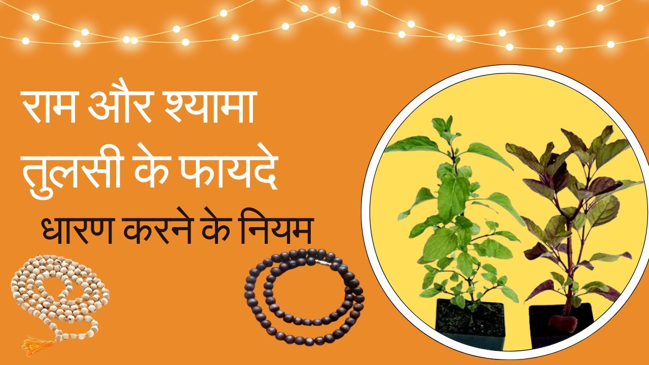राम और श्यामा तुलसी के फायदे,धारण करने के नियम Rama and Shyma Tulsi