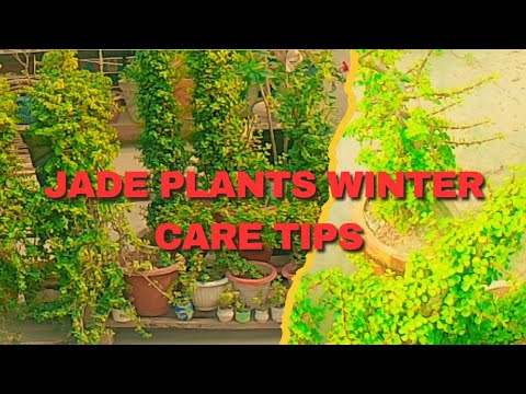 Winter me jade plant s ki care tips aur Kaun si jagah rakhna chahiye terrace garden 🏡@bebukibagiya