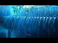 Deep Sleep Rain | Tropical Rain & Heavy Thunderstorm Sounds for Sleeping - Rain Sounds for Sleep