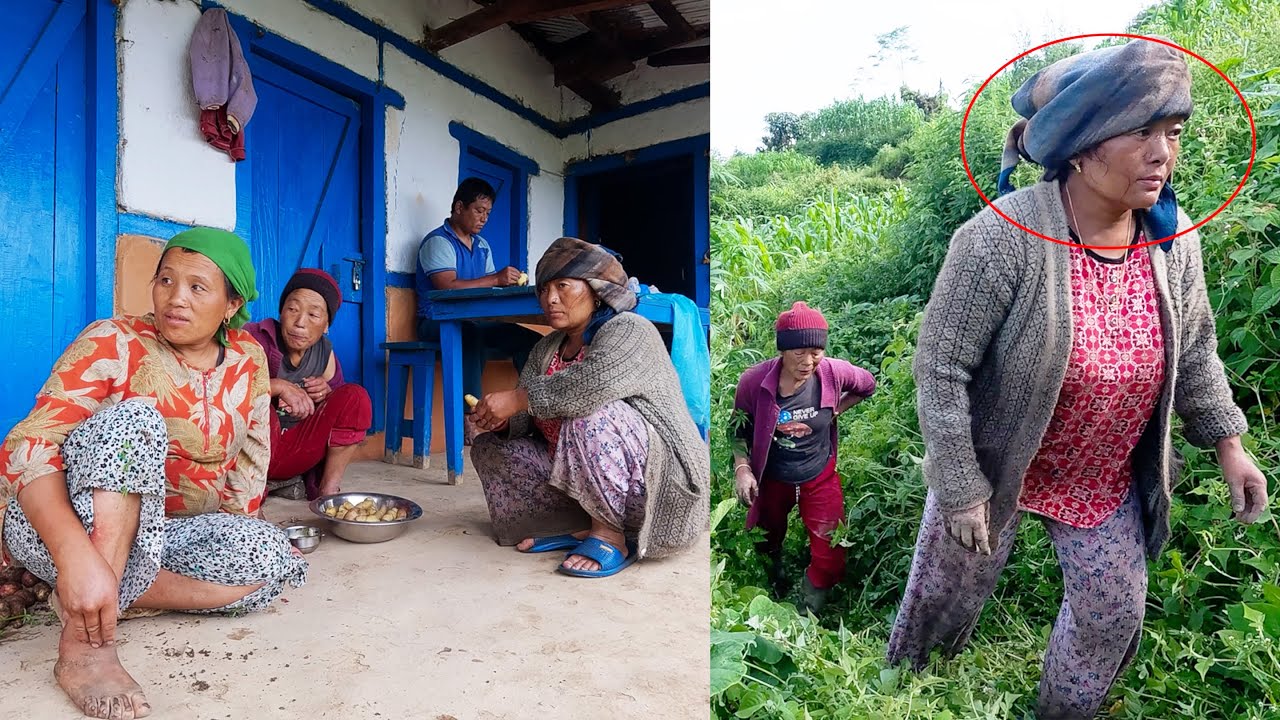 sarmila & koich kanchha went to help Dhanlaxmi Rai || weeding maize farm filed