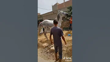 الشيخ خالد السوقري عين با دحو Khaled Souguri Ain Ba Dahou 