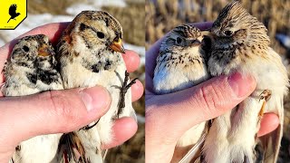 Удачный выход! Ловля птиц на сеть, первые жаворонки и подорожники в Алтайском крае 2022!