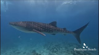 14.03.24 - Whale Shark & Manta Rays. Dives at Manta Point, Raangali Beyru & Sunset Arches Maldives