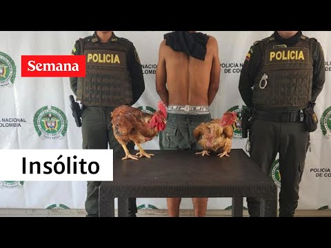 Un Ladrón De Gallinas, Un Patrullero “Esculcon” Y Otras Capturas Insólitas