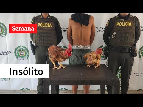 Un Ladrón De Gallinas, Un Patrullero “Esculcon” Y Otras Capturas Insólitas