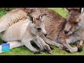 Quiet music for kids in the classroom  kangaroos  relaxing music for elementary classroom