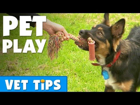 Video: Ask A Vet: Waarom is spelen belangrijk voor mijn hond?