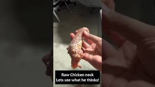 Famous Husky eats raw chicken necks for the first time! Profile