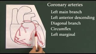 Heart disease 9, Coronary arteries
