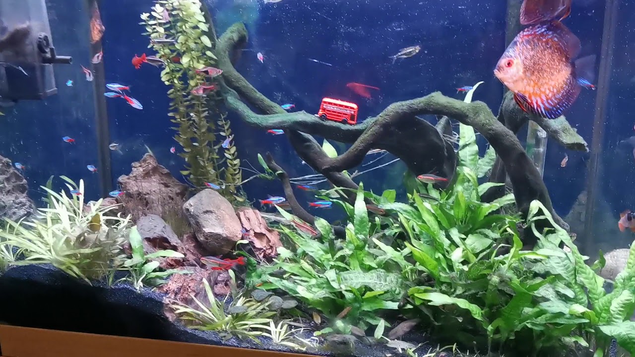 Planted discus aquarium update. Plants coming on nice all From cuttings