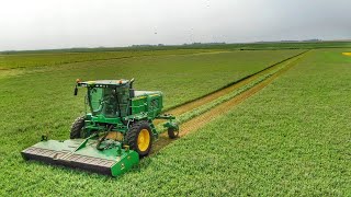 Self-Propelled W260 Swathing Alfalfa!