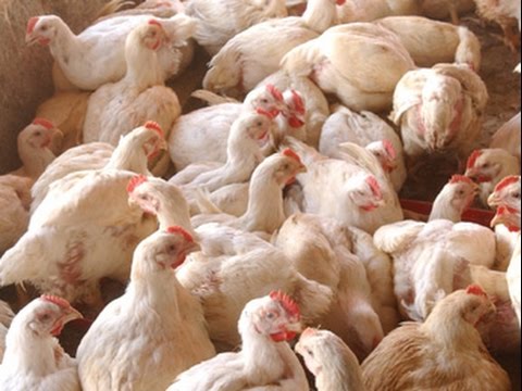 Pollo Para Carne; Incubación y Pollo de Engorde - TvAgro por Juan Gonzalo  Angel - YouTube