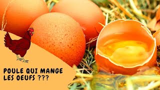 🐔 Poules qui mangent les oeufs : que faire ?