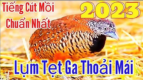 Tiếng cút mồi chuẩn nhất.Tiếng cút mồi hay nhất.Tiếng cút mồi hiểu quả nhất|| Ẩm Thực Miền Núi