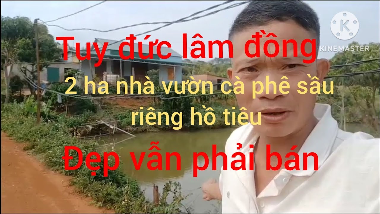 Bán gấp nhà vườn  2ha  cà phê xen sầu riêng hồ tiêu ao cá to 