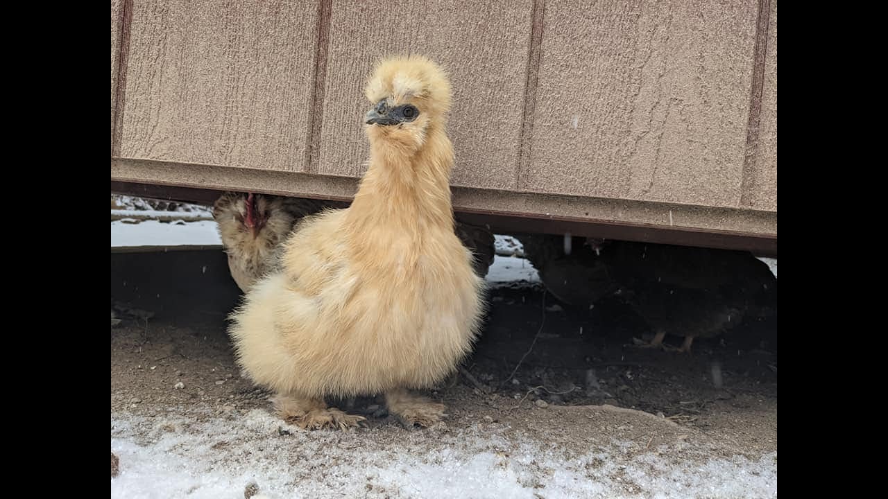 Простые способы увеличить содержание белка в рационе вашей курицы.