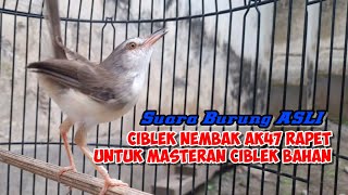 Download Lagu Untuk Masteran Ciwah Tembakan Rapet AK47 #cibleksawah #ciblek #cibleksawah #cibleksawahgacor MP3