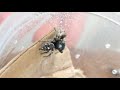 Male Phidippus putnami jumping spider