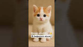 Can Dostlarımız Kediler Ve Hayvanları Sevelim