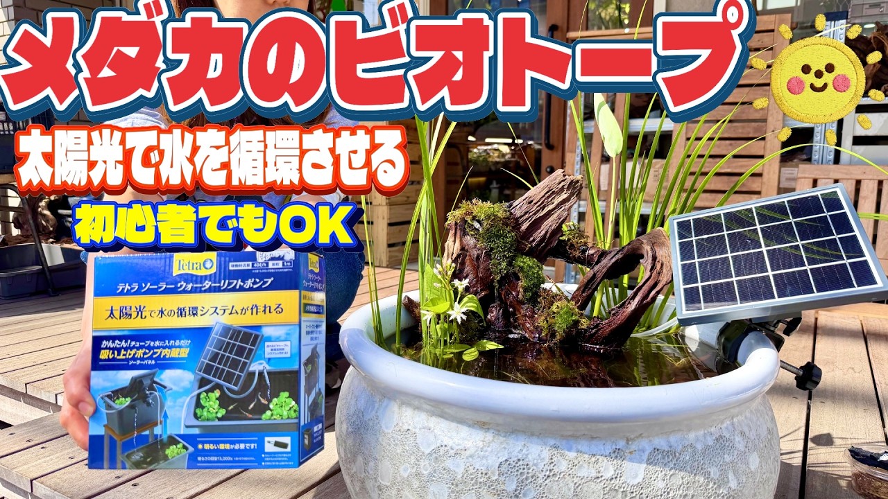 メダカ】電気代ゼロで水を循環させるめだかのビオトープ（睡蓮鉢で